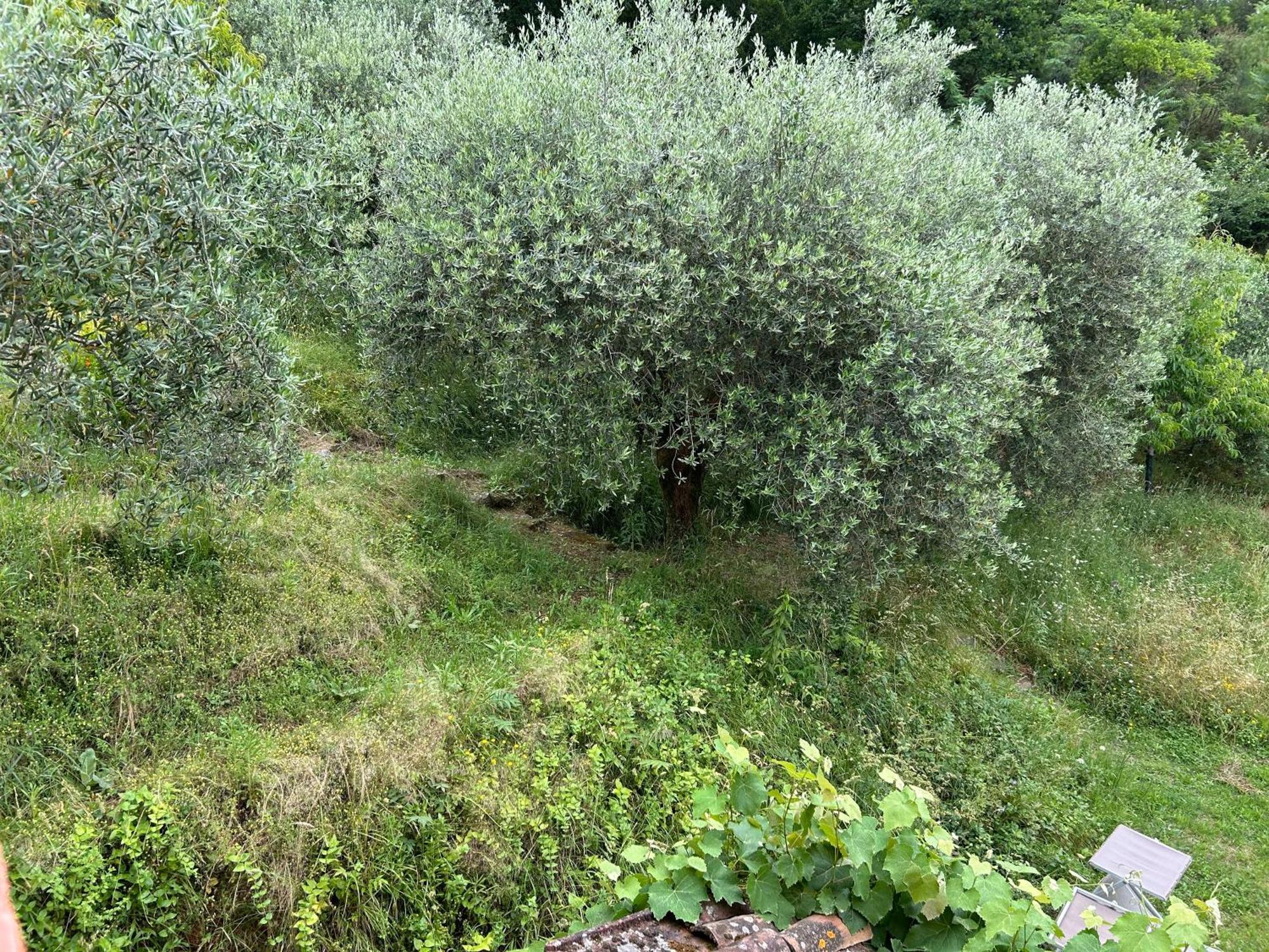 Casa Octavia Bed & Breakfast San Martino in Freddana Exterior foto